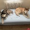 huskymom330